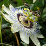 Passionflower series 13