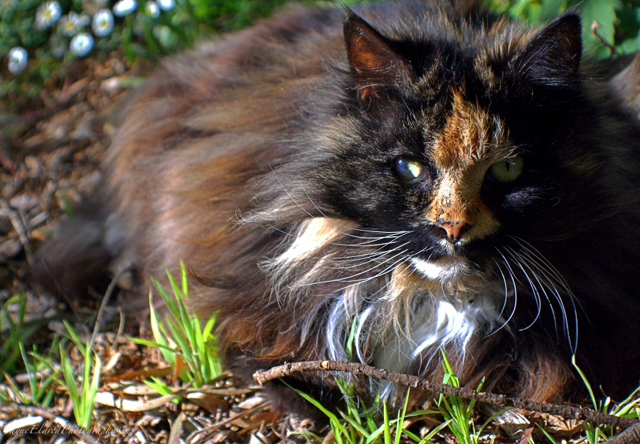 Rosie in the Garden