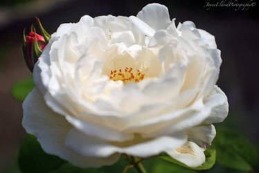 Rose with Bud