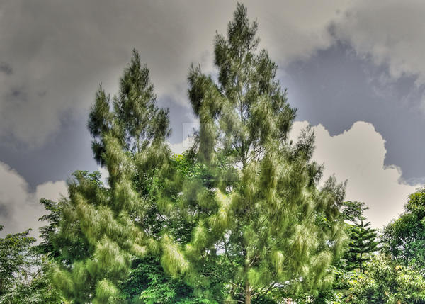 Tagutoy Tree Tagaytay Trees by lordMon on DeviantArt