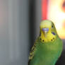 Olive-Toned Budgie