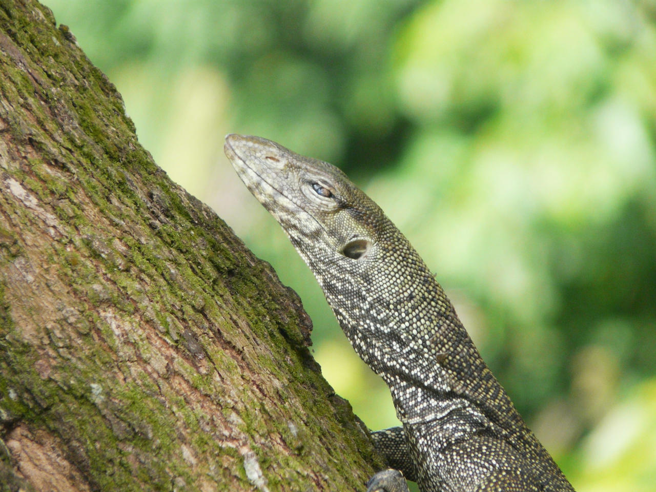 Monitor Lizard Climbing Rocks Monitor lizard climbing tree by VinceArt on DeviantArt