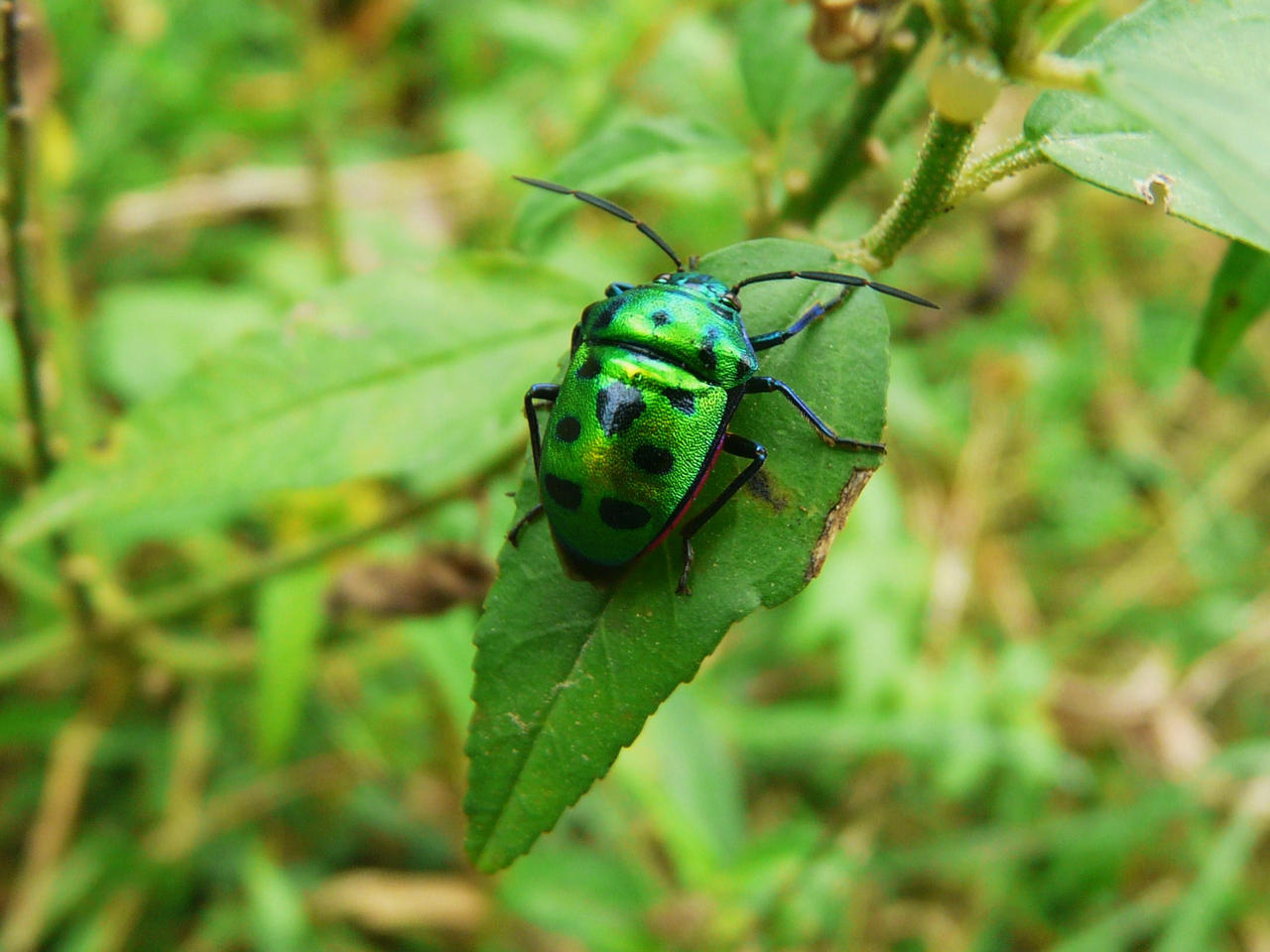 Nepal - Insects 9 by VinceArt on DeviantArt