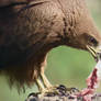 Black Kite feasting on Sashimi