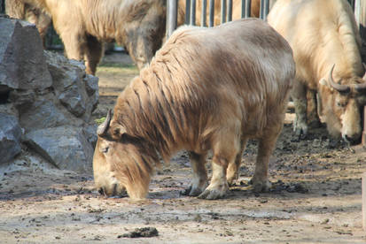 Sichuan takin