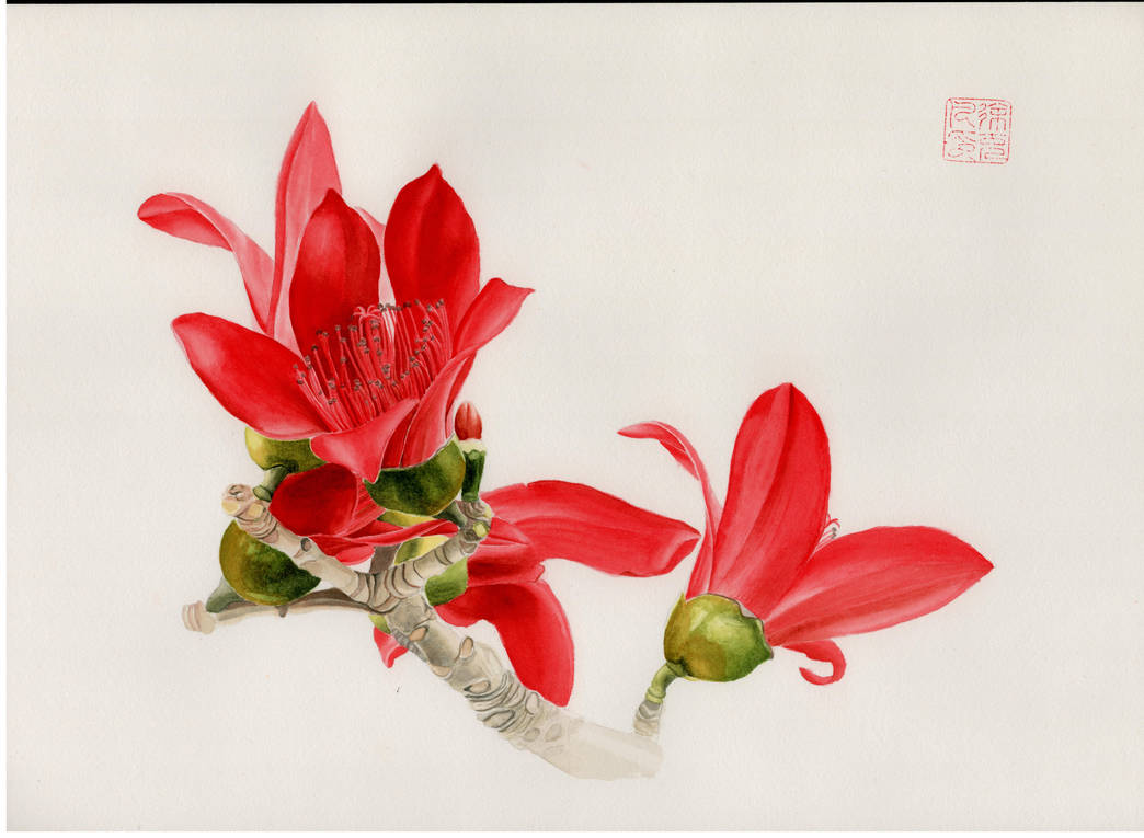 Bombax ceiba by cfikeraining on DeviantArt