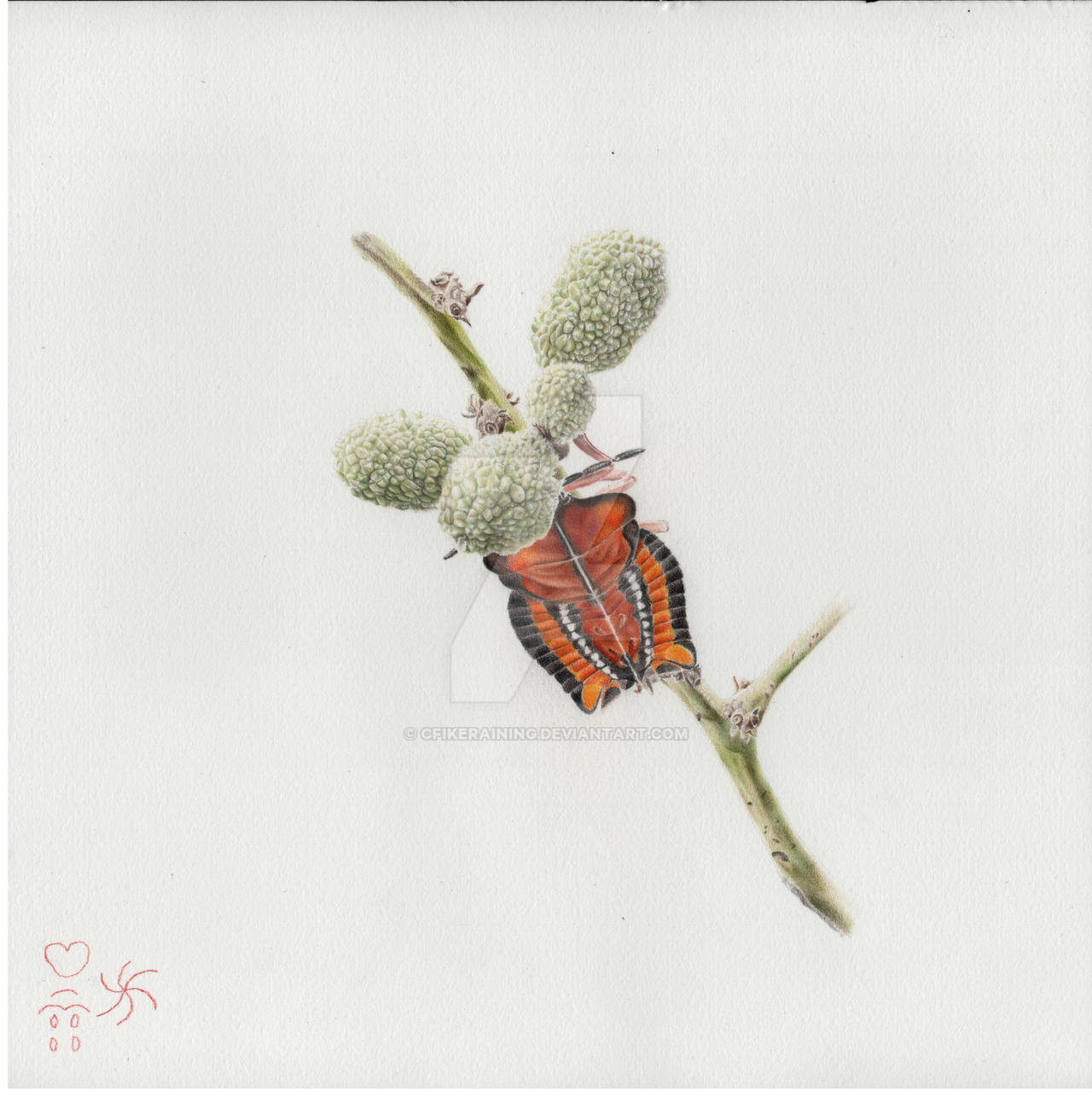 Iychee giant stink bug by cfikeraining on DeviantArt