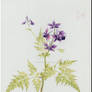 Delphinium arthriscifolium