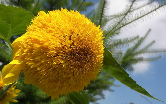 fluffy sunflower