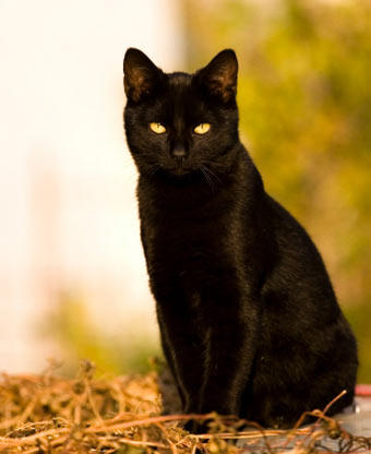 Black-cat by jewel-f0x
