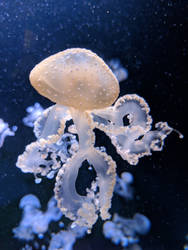 Jellyfish snapshot #1