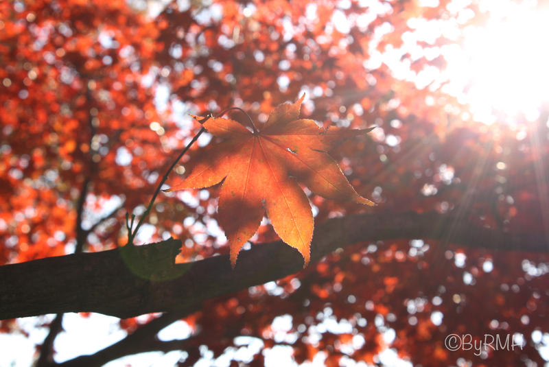 Autumn Leaf