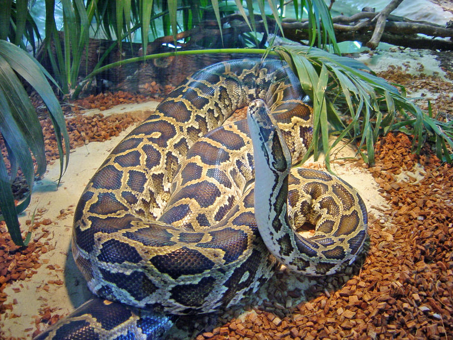 Indian Python Recipe Indian Python by JollyStock on DeviantArt