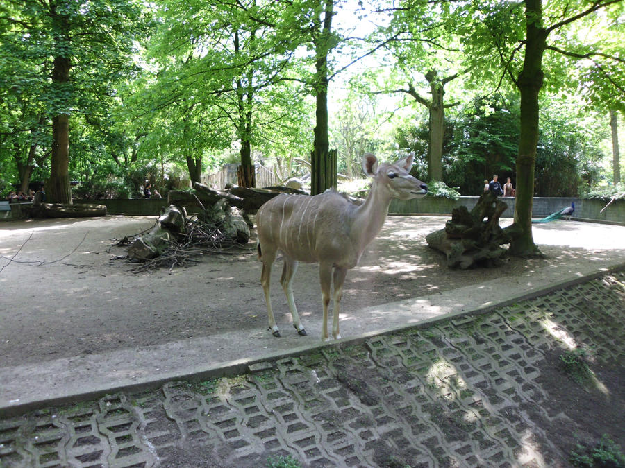 Greater Kudu