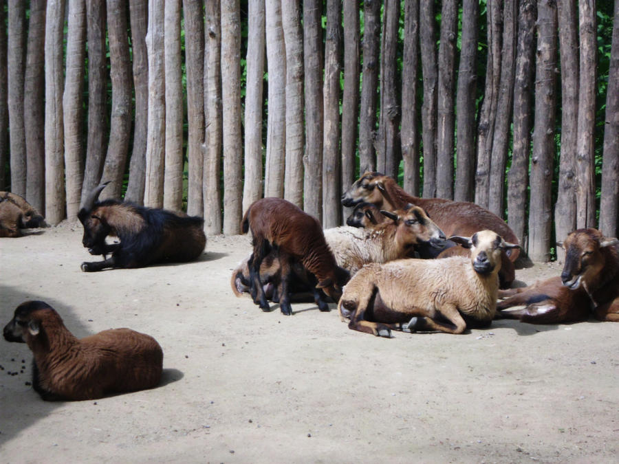 Cameroon Sheep