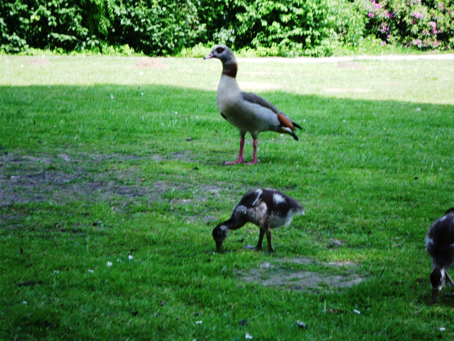 Egyptian Goose