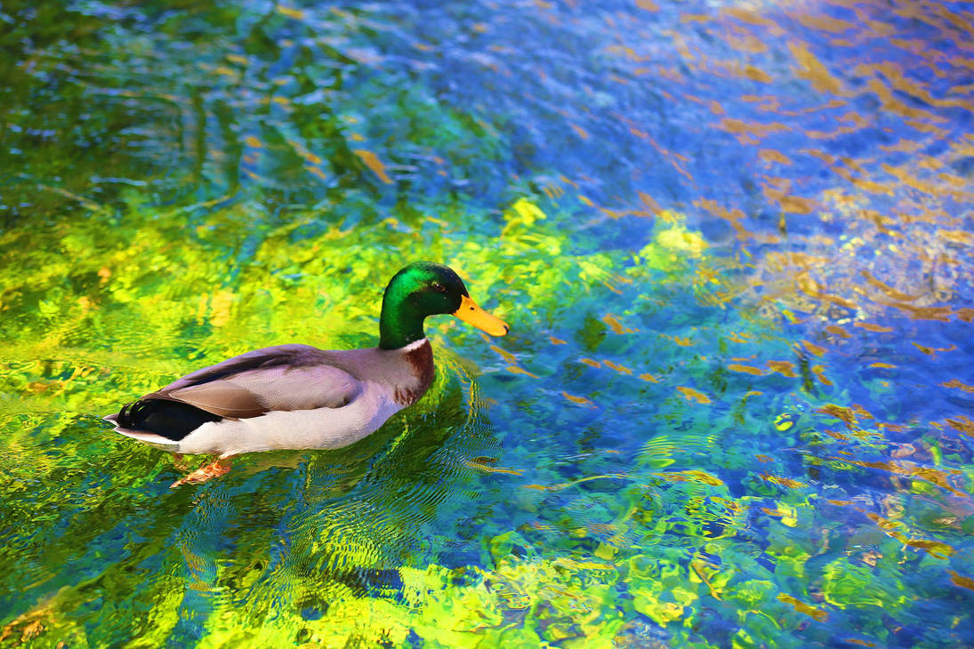 green headed duck by ekin06 on DeviantArt