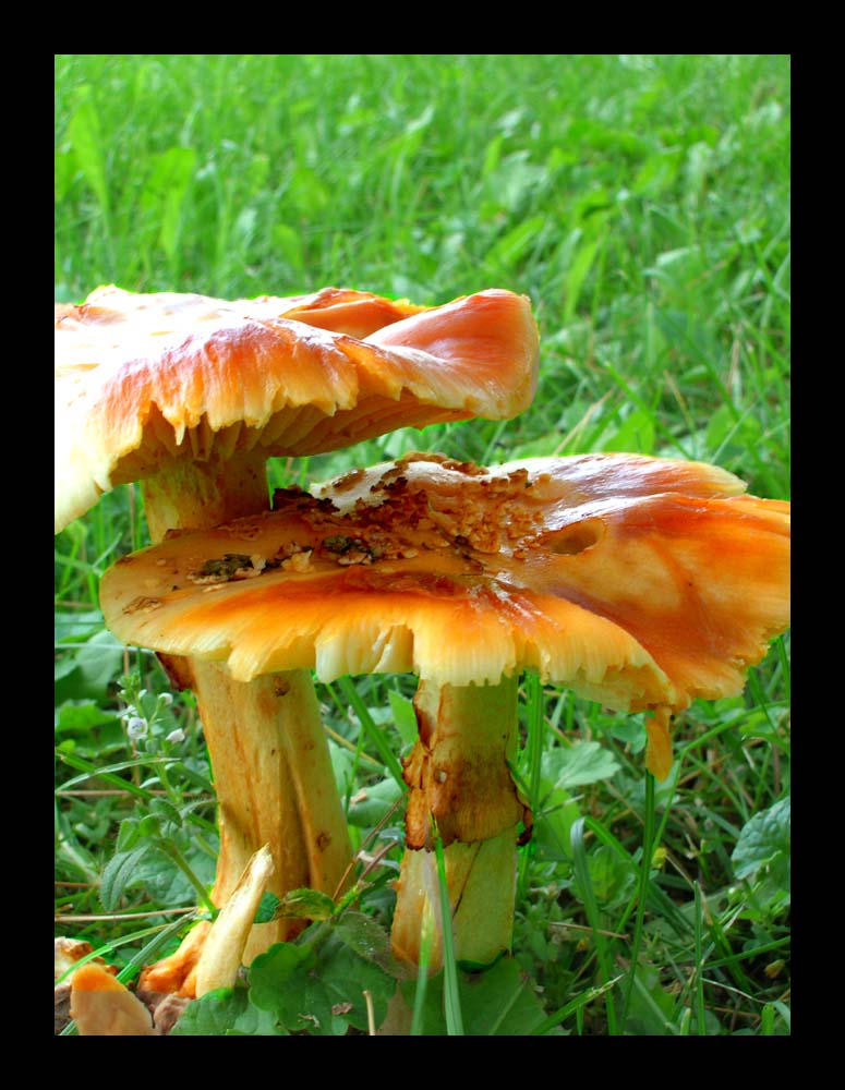 Mushroom 3 by invisiblegiant on DeviantArt