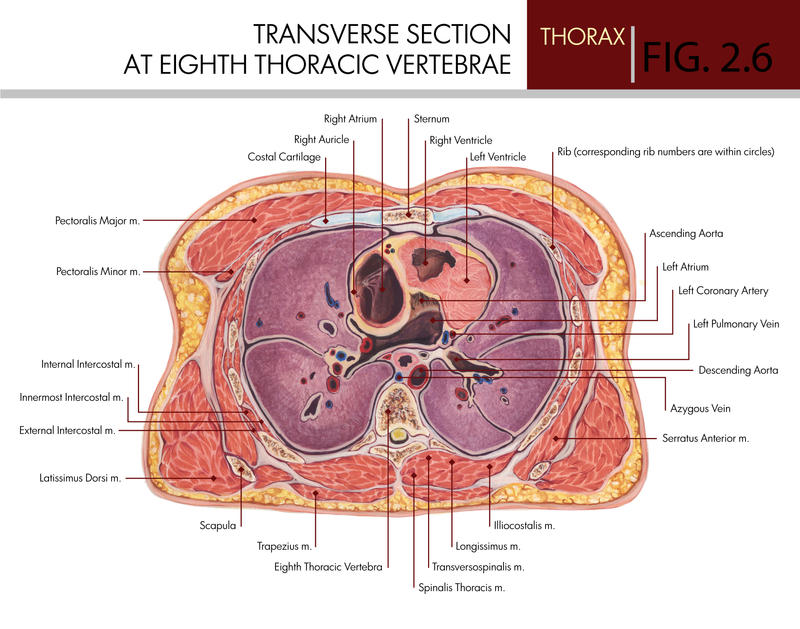 Transverse Section At The Eighth Thoracic Vertebra By Sleepy KC On transverse-section-at-the-eighth-thoracic-vertebra-by-sleepy-kc-on