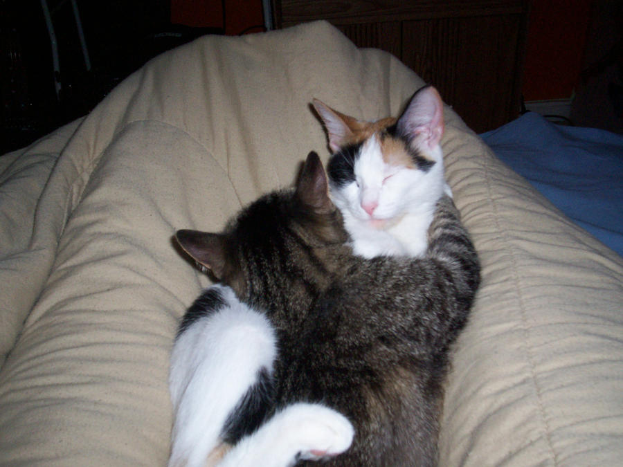 My Cats Give Hugs By Rivermonsters11223 On DeviantArt my-cats-give-hugs-by-rivermonsters11223-on-deviantart