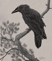 Western Raven