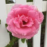 Pink Rose [1]
