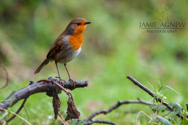 Robin in the Rain