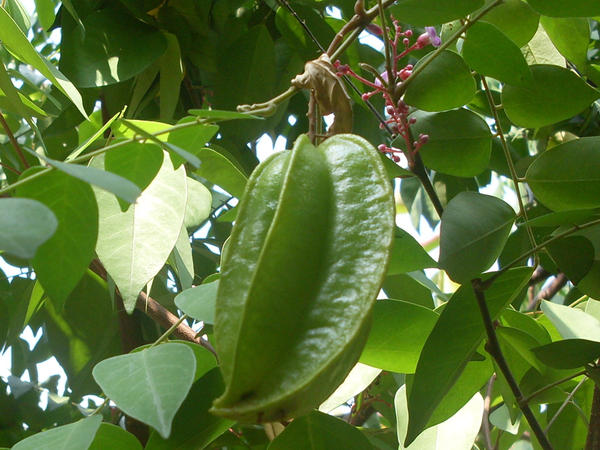 Star fruit