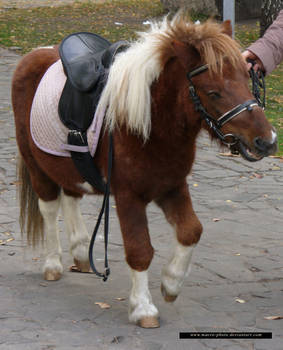Pony 4