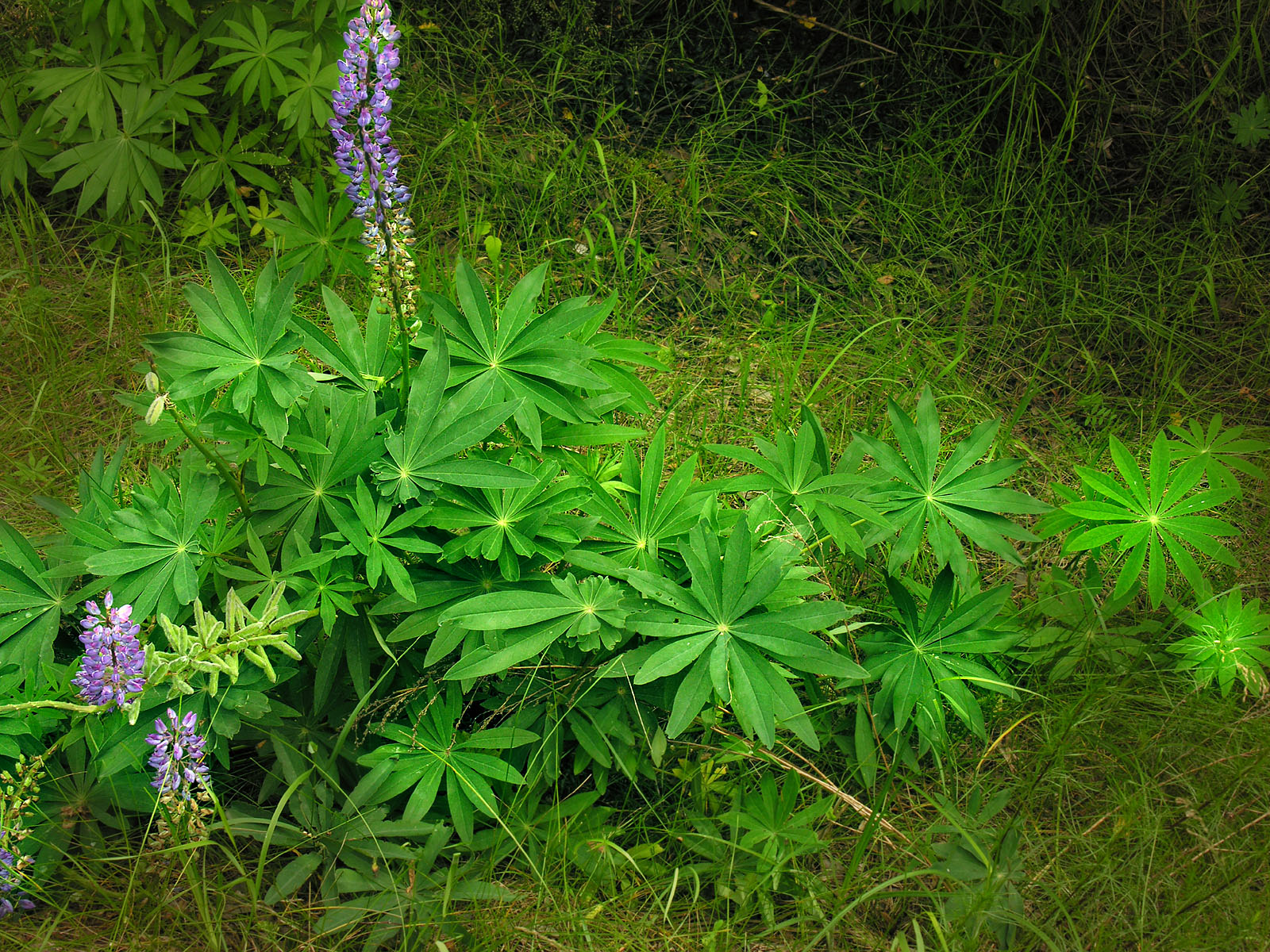 lupine