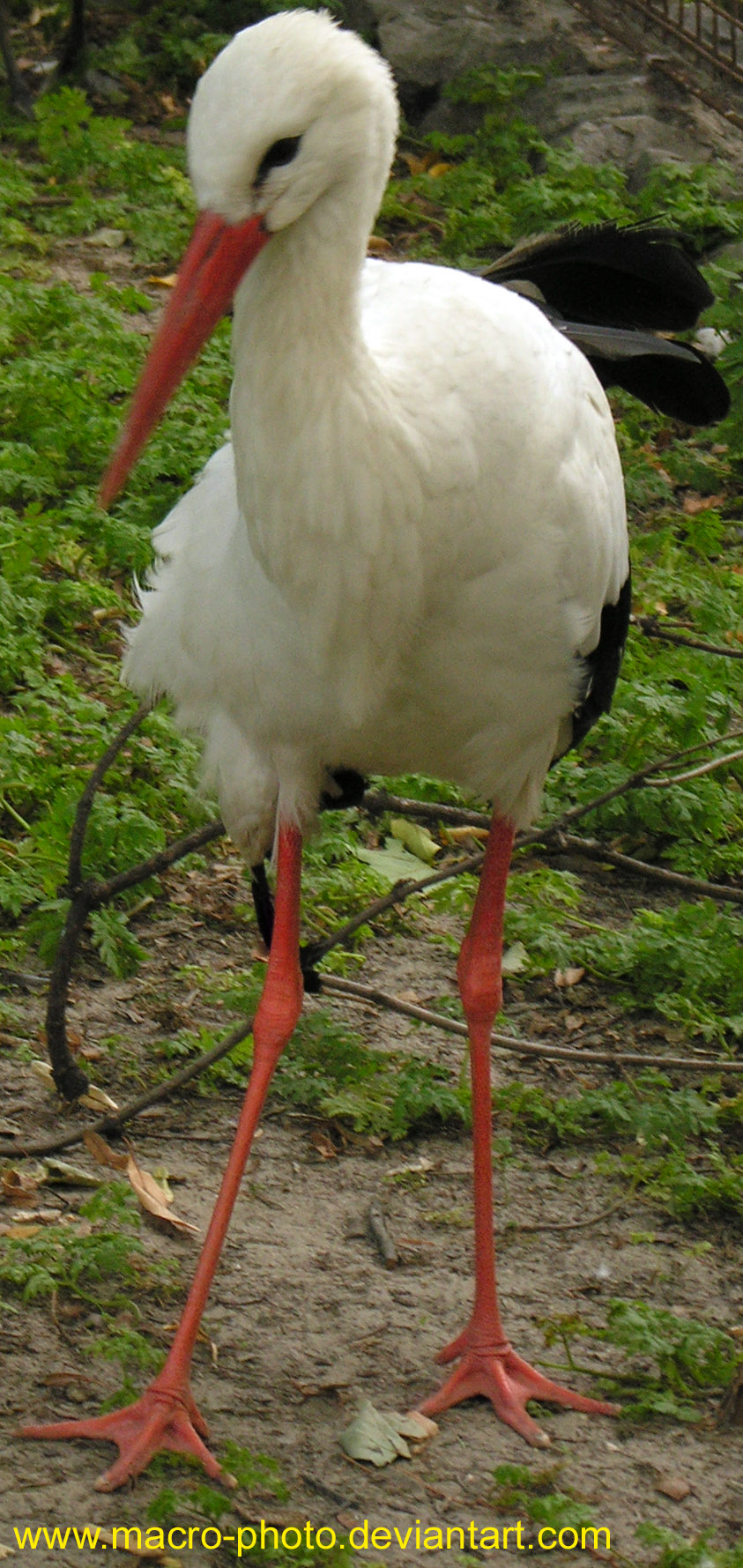 Stork 3