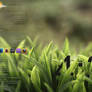 Green Grass Desktop