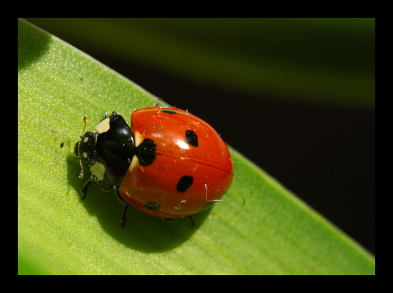 ladybug