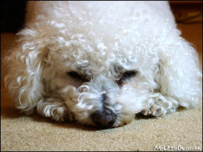 Bichon