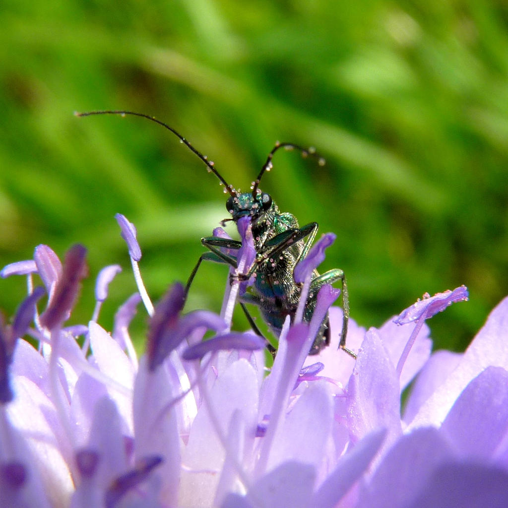 Insect Deviantart Insect by Kiko-art on DeviantArt