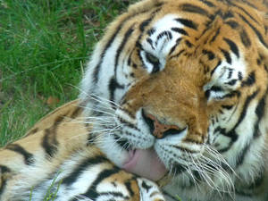 Tigre 4