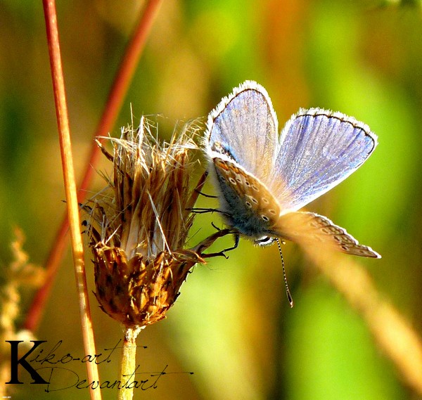 Papillon Bleu 4