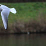 Mouette 4