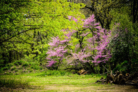 Flowering Tree