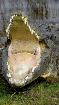 View of a crocodiles throat