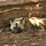 Painted Dog 2