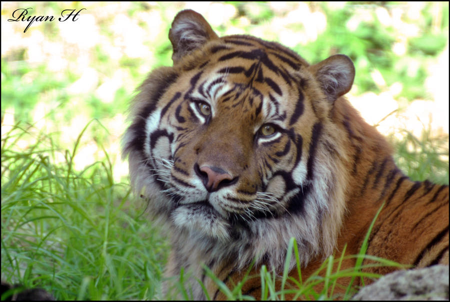 Sumatran Tiger