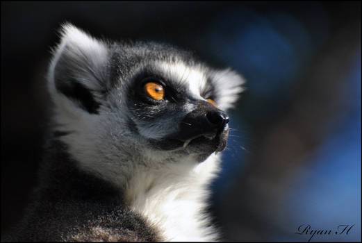 Ring Tailed Lemur 3