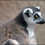 Ring Tailed Lemur 4