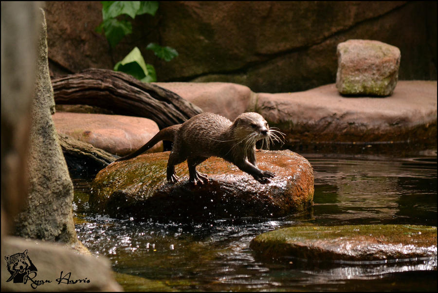 Jumpin otter