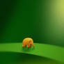 Micro Animals - Elephant