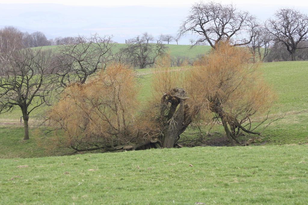 Old willow won't die