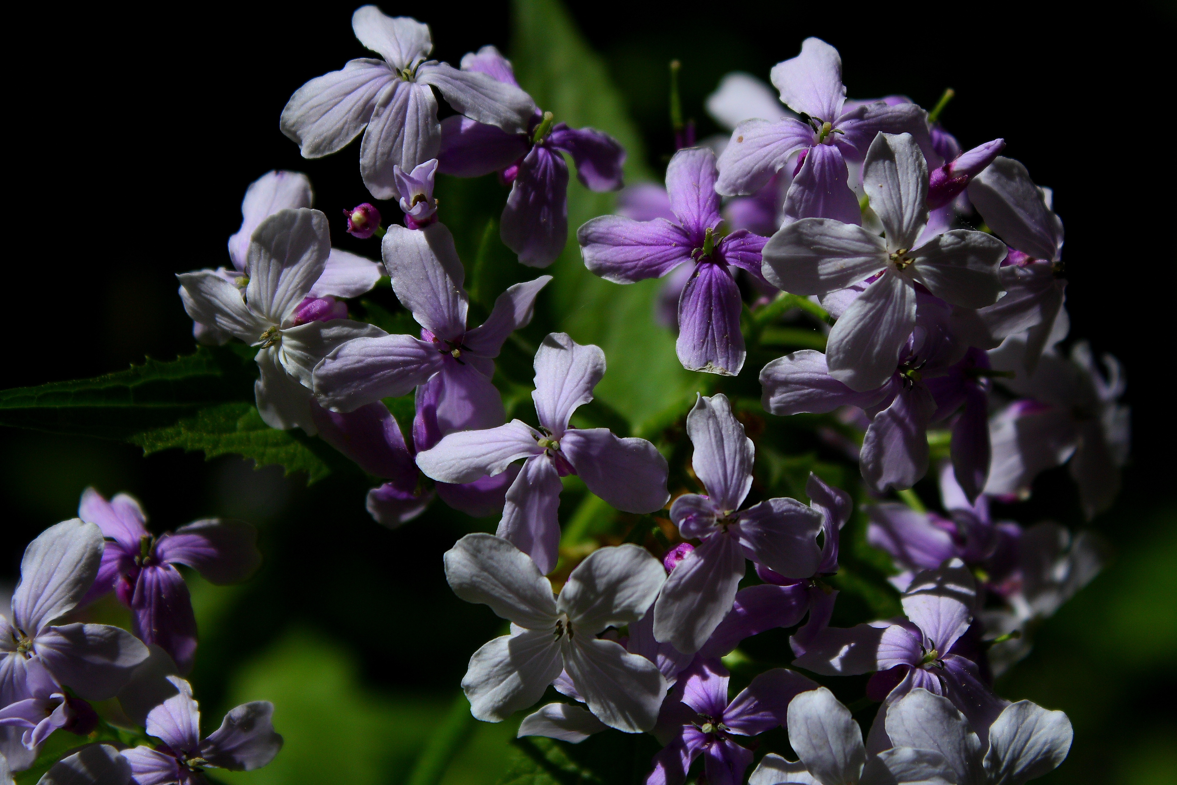 Lunaria