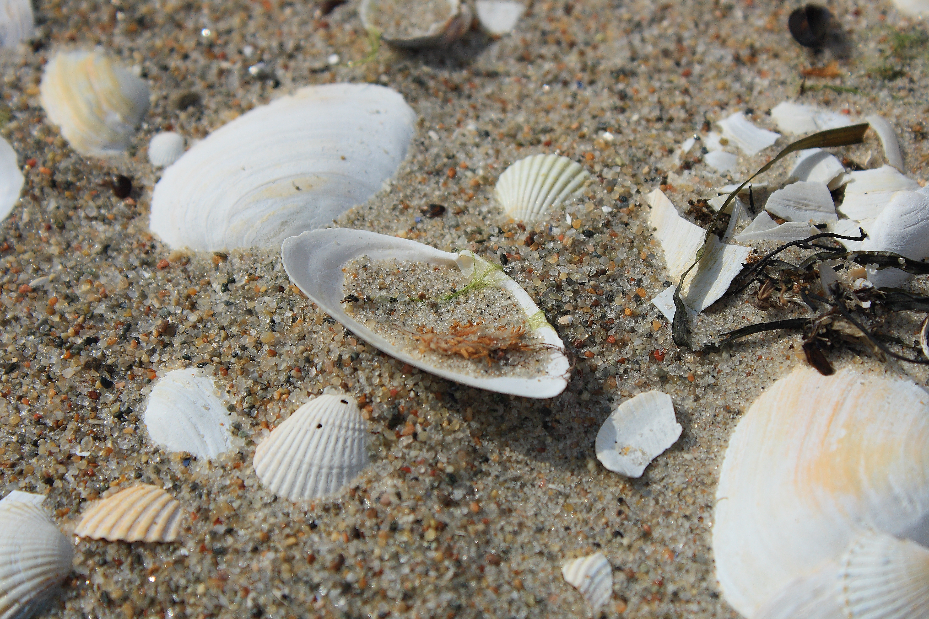 shells on the beach