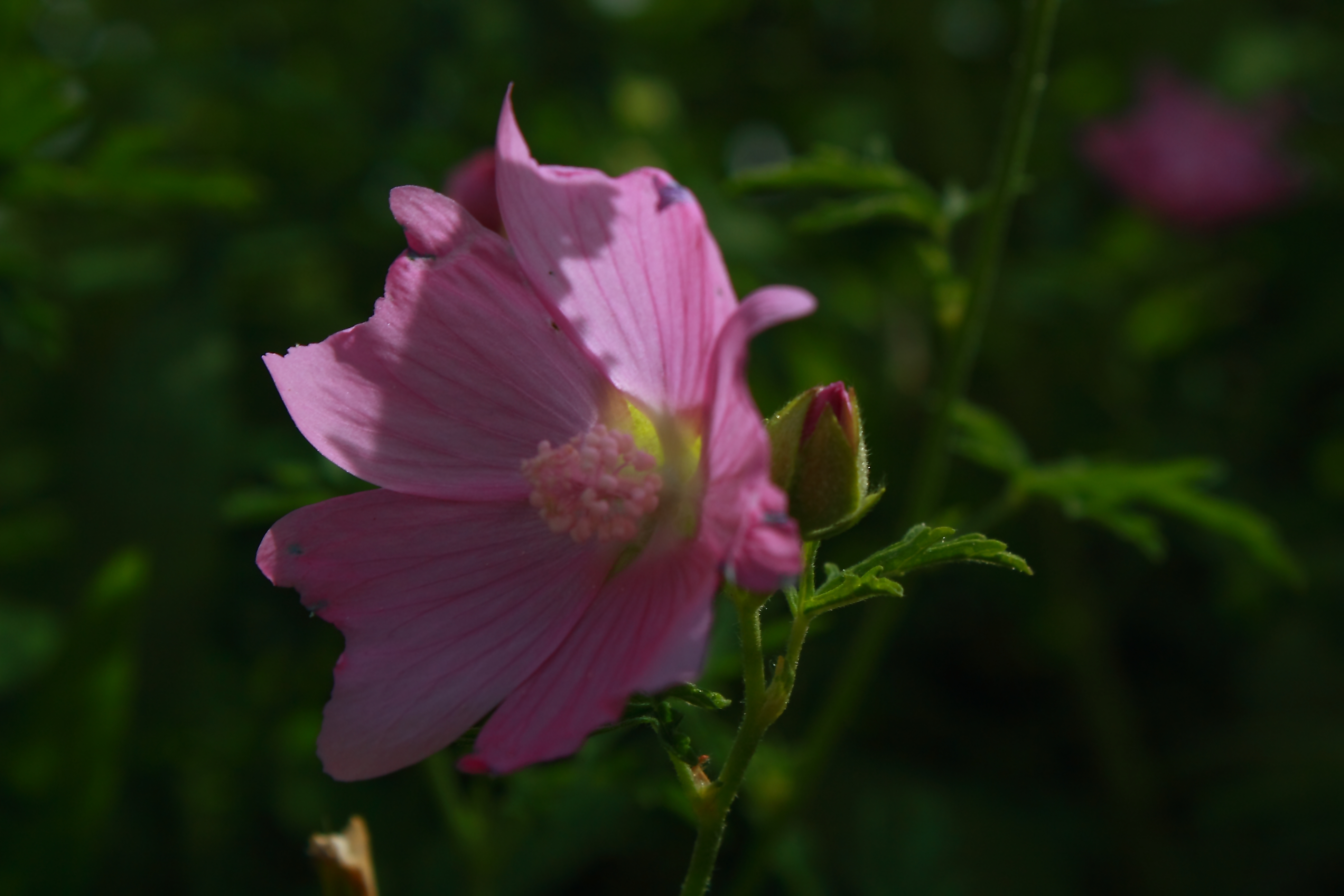 Wild Malva